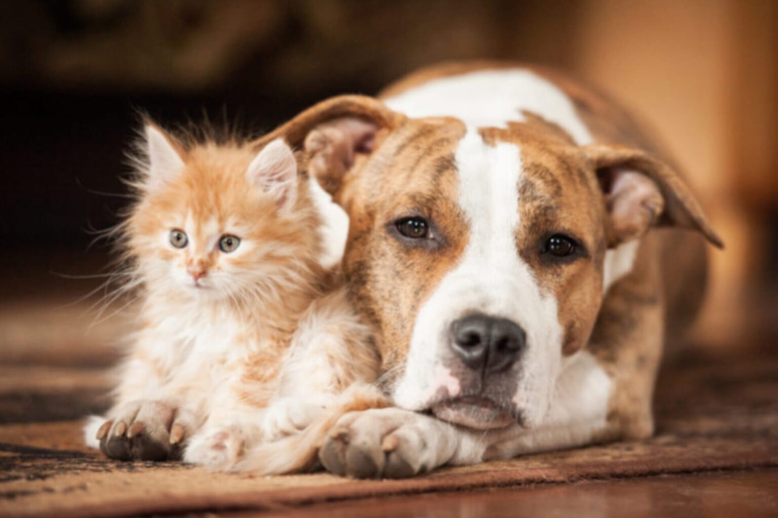 Parauapebas intensifica campanha de vacinação antirrábica para cães e gatos