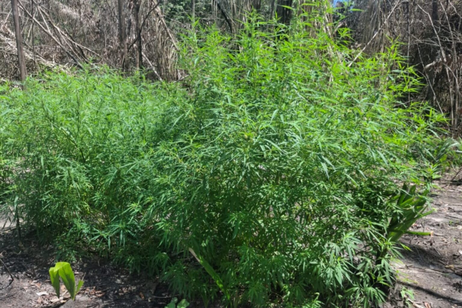 PM apreende 250 mudas de maconha no Pará