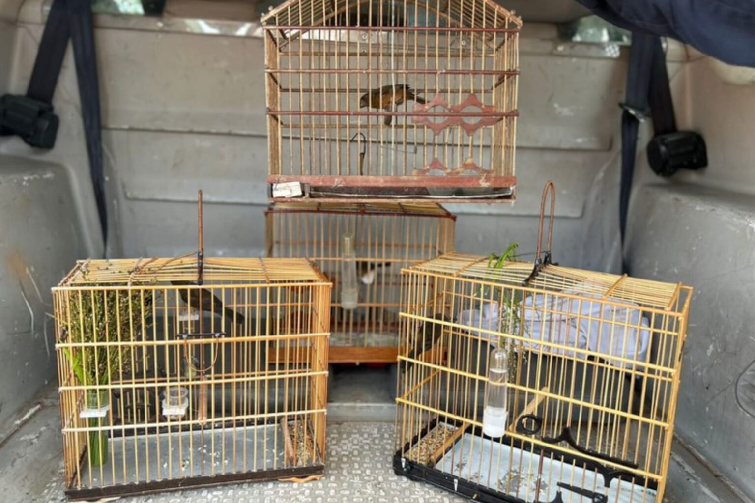 PRF resgata quatro aves silvestres durante fiscalização em Marabá