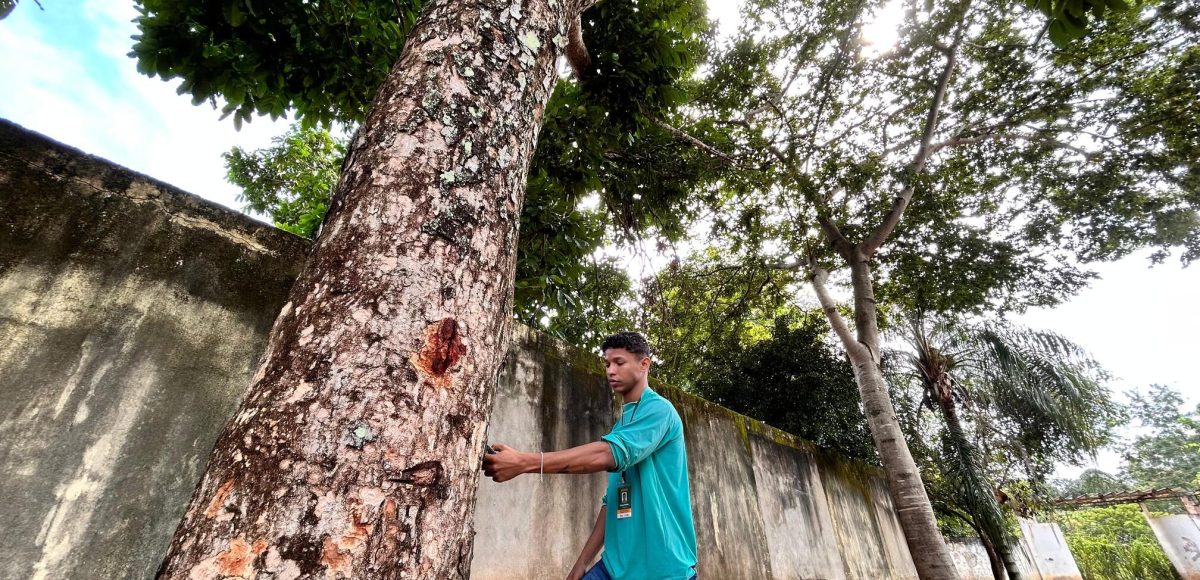 Marabá faz levantamento para mapear cobertura vegetal urbana