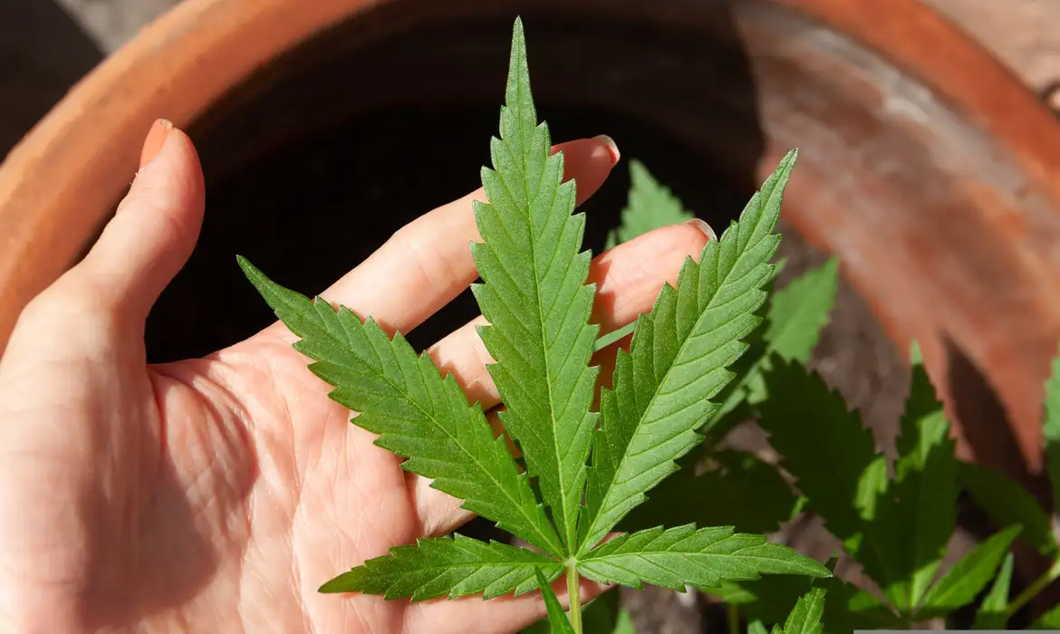 STF rejeita recursos sobre descriminalização do porte de maconha