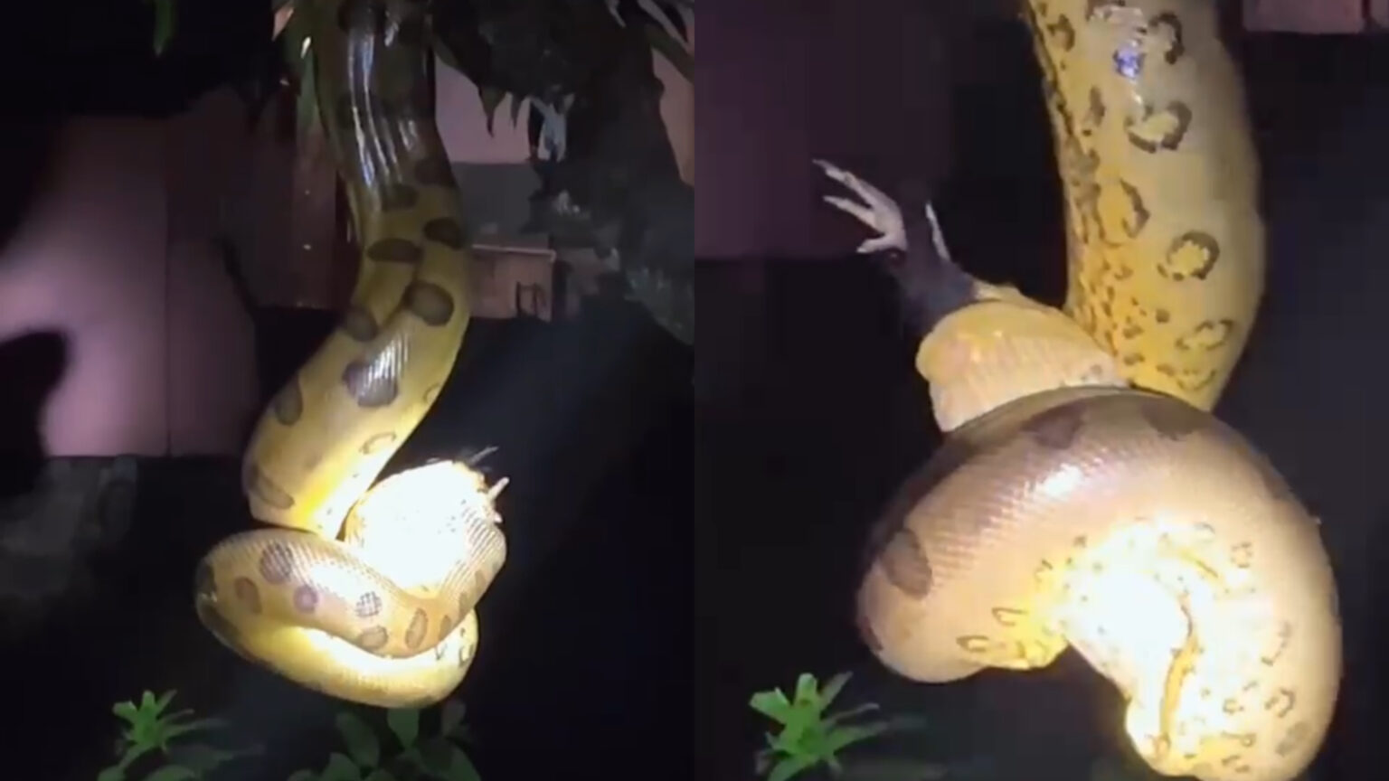 VÍDEO: Sucuri é flagrada engolindo galinha em cima de árvore em Tucuruí