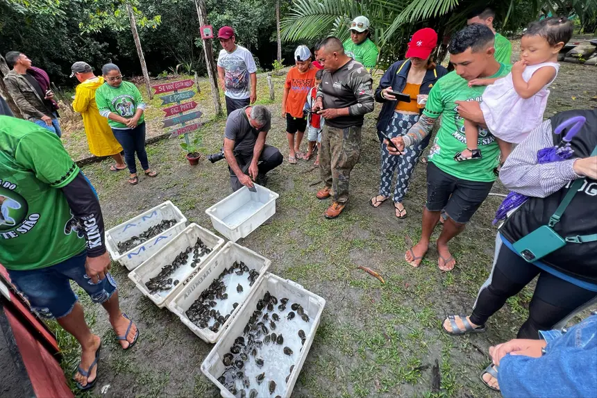 Mais de 500 quelônios são devolvidos à natureza no interior do Pará
