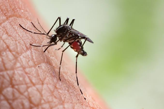 Casos de chikungunya no Pará tiveram aumento de 79% no último ano