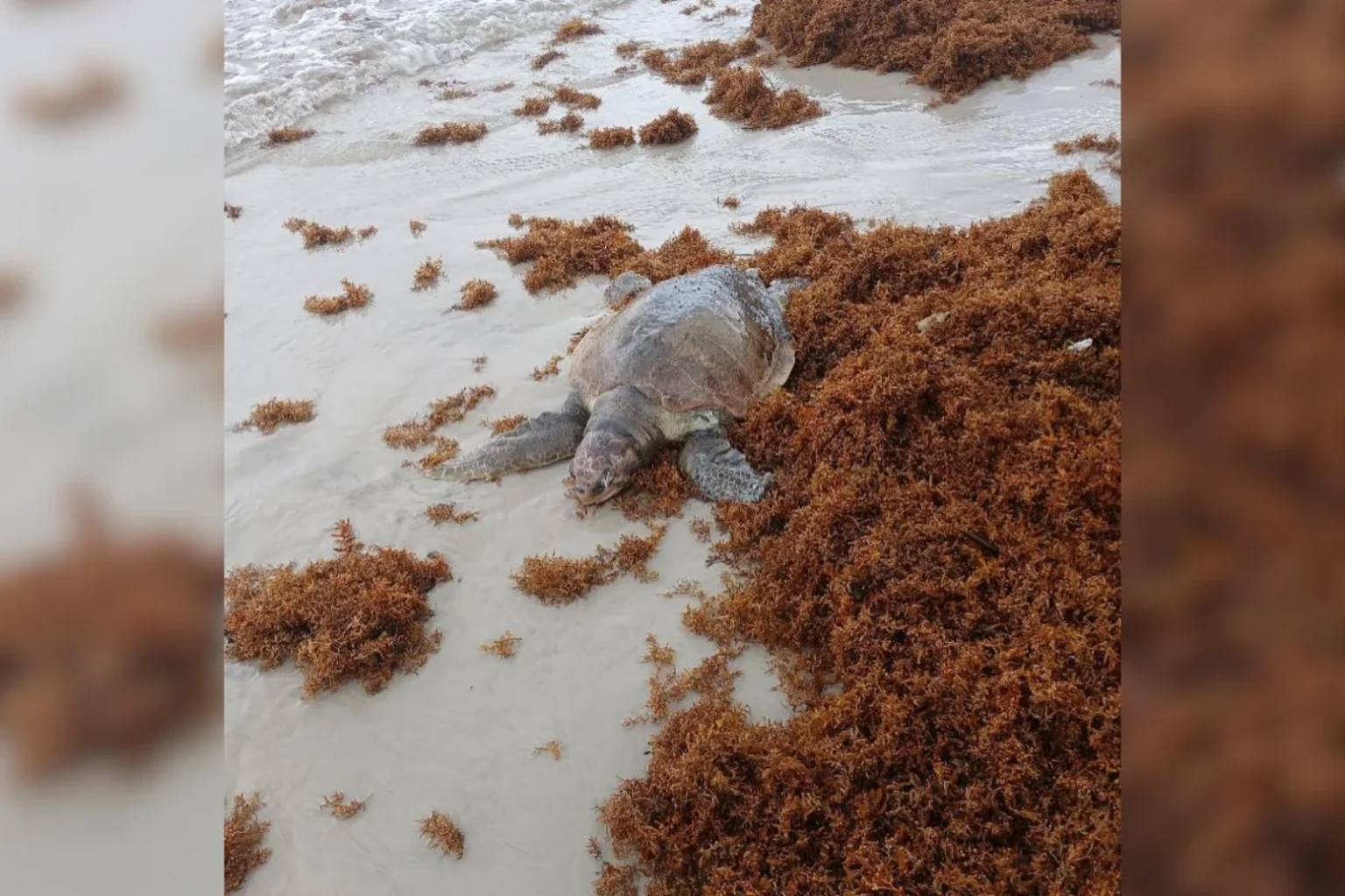 Algas marinhas invadem praias de Salinas, no Pará