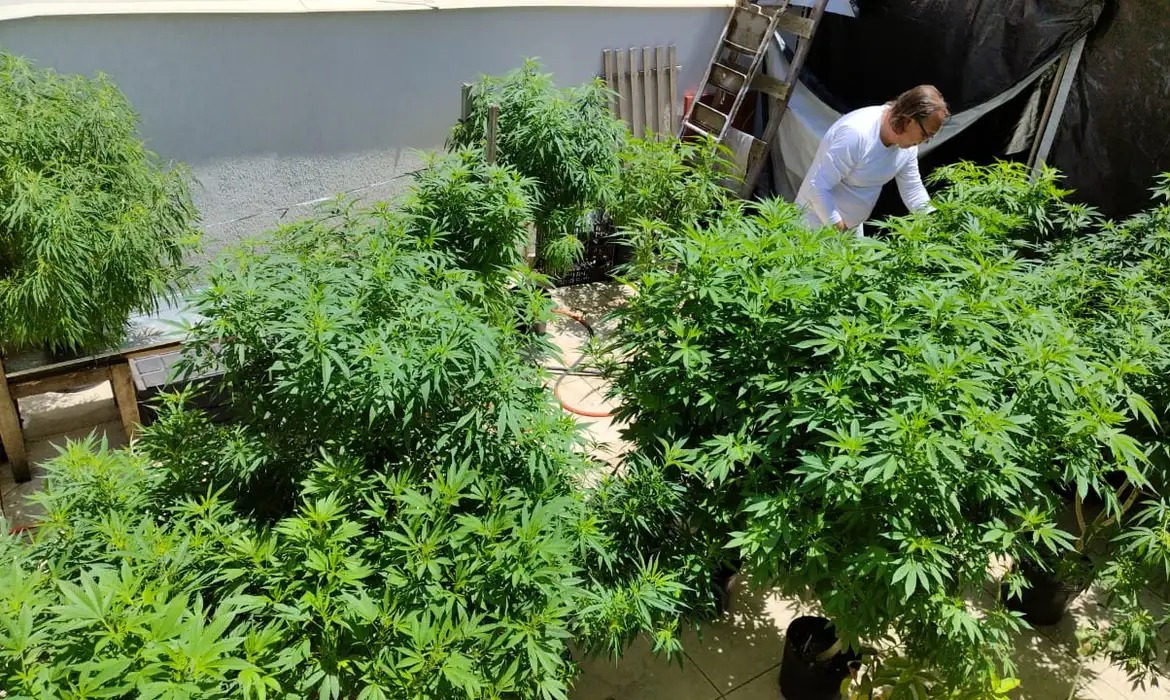 Anvisa fará consulta pública para atualizar regulamentação da cannabis