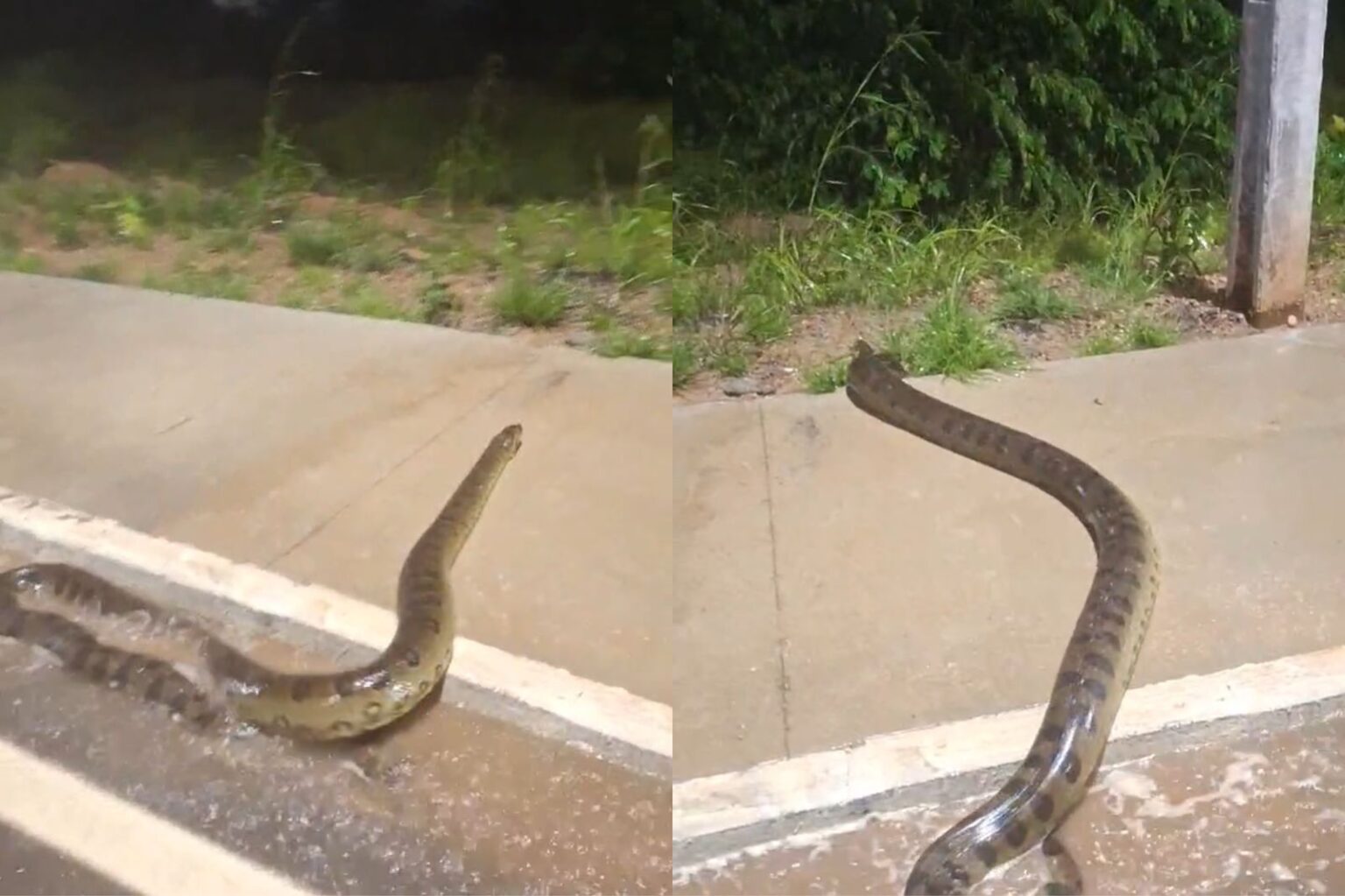 VÍDEO: sucuri é avistada próximo à ponte Ana Miranda, em Marabá