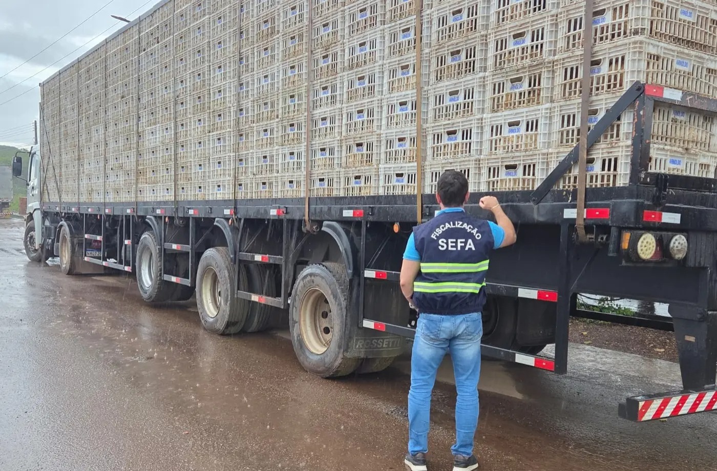 Mais de 13 toneladas de frango vivo são apreendidas no Pará