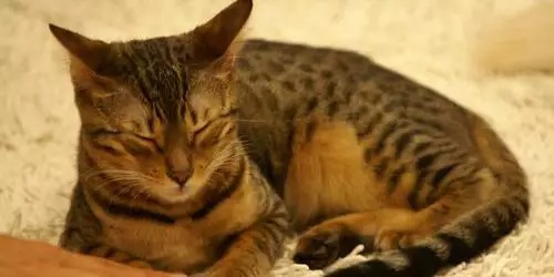 Psicólogo é acusado de adotar animais para fazer ‘ritual macabro’