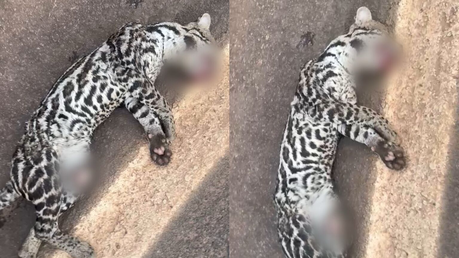 Gato-maracajá é encontrado morto às margens da BR-155, em Marabá