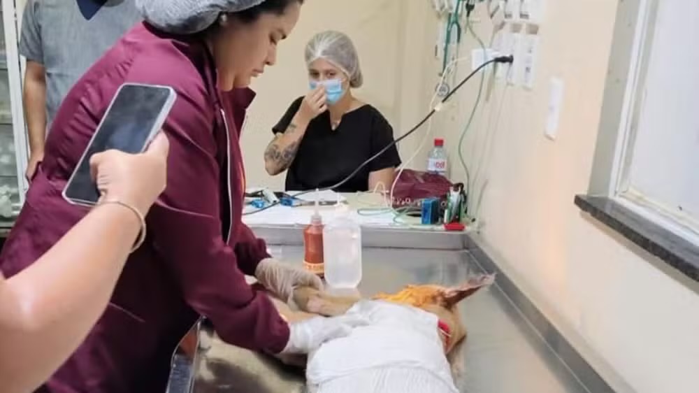 Homem é preso após atacar cachorro com água fervente no Pará