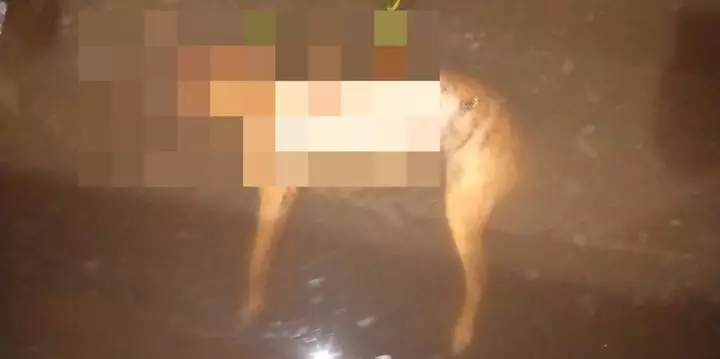Polícia investiga suposto envenenamento em massa de animais no Pará