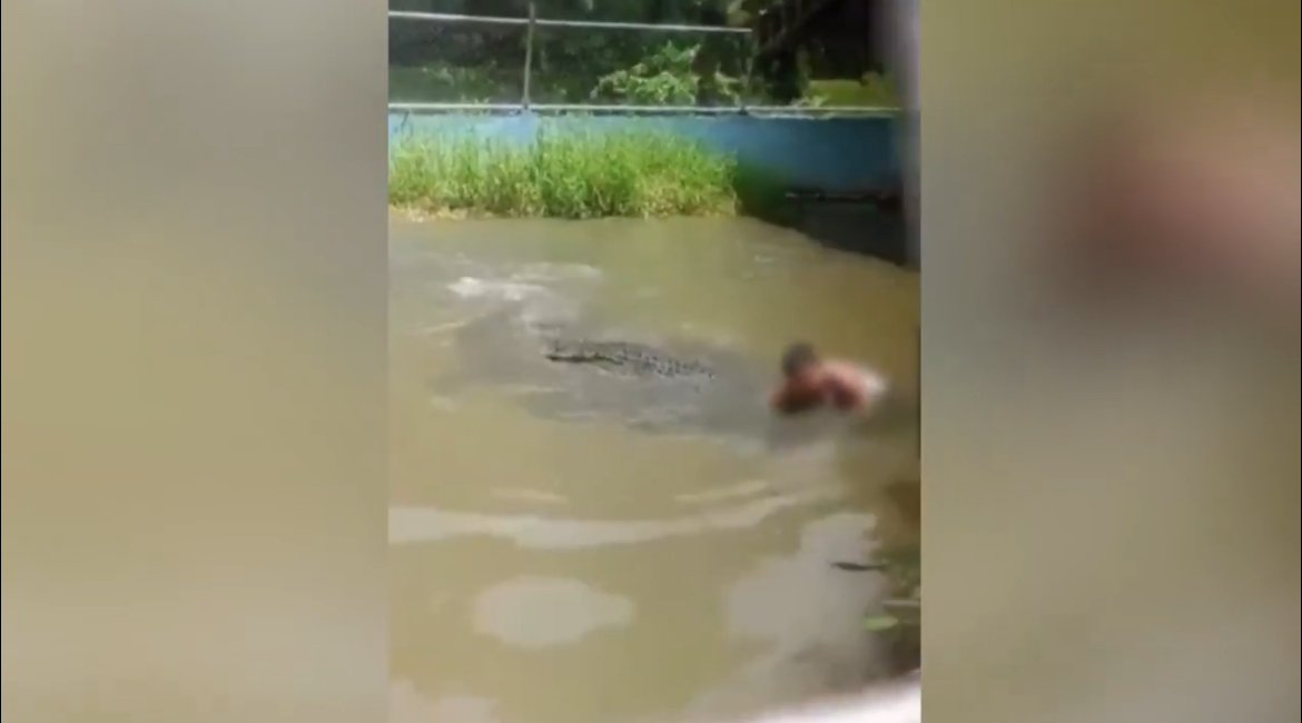 VÍDEO: turista é gravemente ferido por crocodilo após confundi-lo com escultura em zoológico