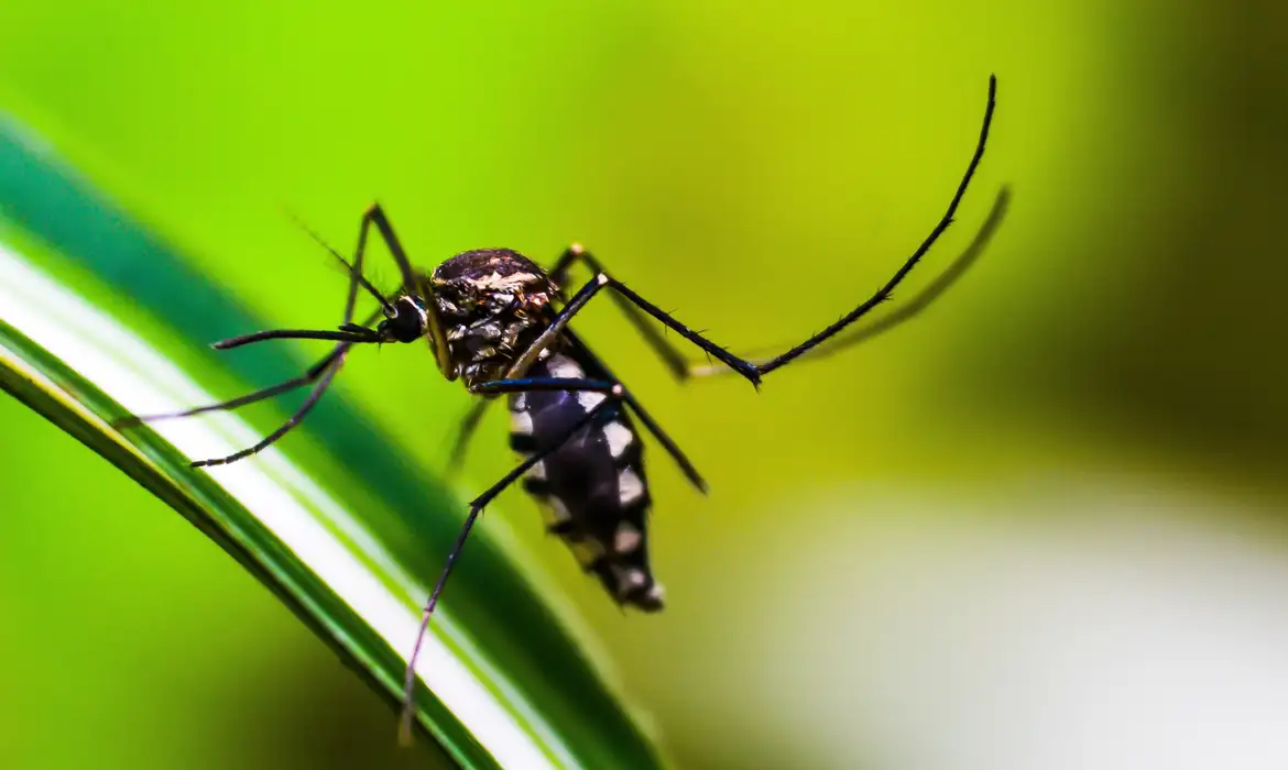 Ministério da Saúde quer incorporar vacina contra chikungunya ao SUS