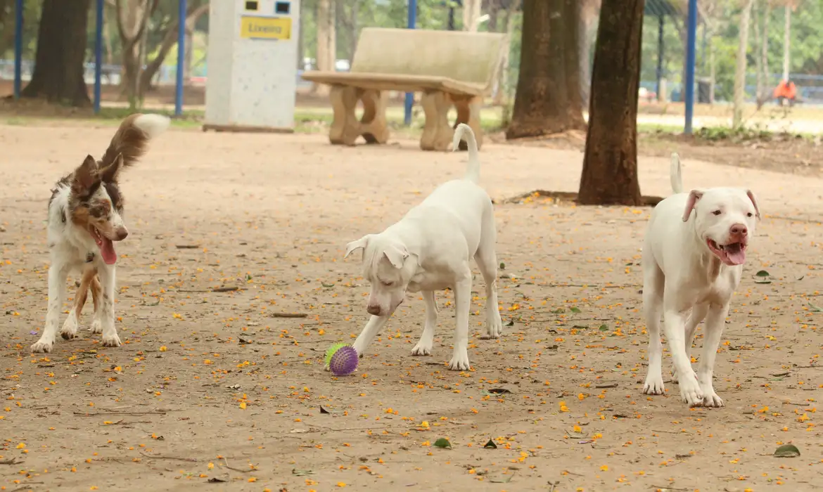 Saiba como funciona o SinPatinhas, novo RG Animal para cães e gatos
