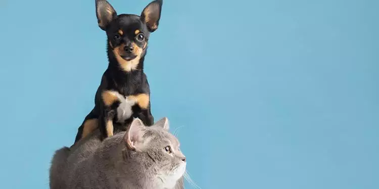 Ferramenta com IA será capaz de traduzir os sons de cães e gatos em linguagem humana