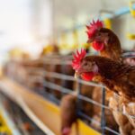 Sete casos de doenças respiratórias em aves são investigados no país