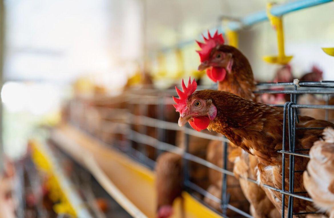 Sete casos de doenças respiratórias em aves são investigados no país