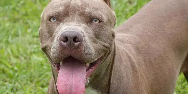 Bebê paraense morre após ser atacado por pitbull durante viagem a Goiânia