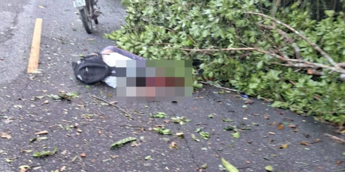 Motociclista morre após colidir com árvore caída em estrada no nordeste do Pará