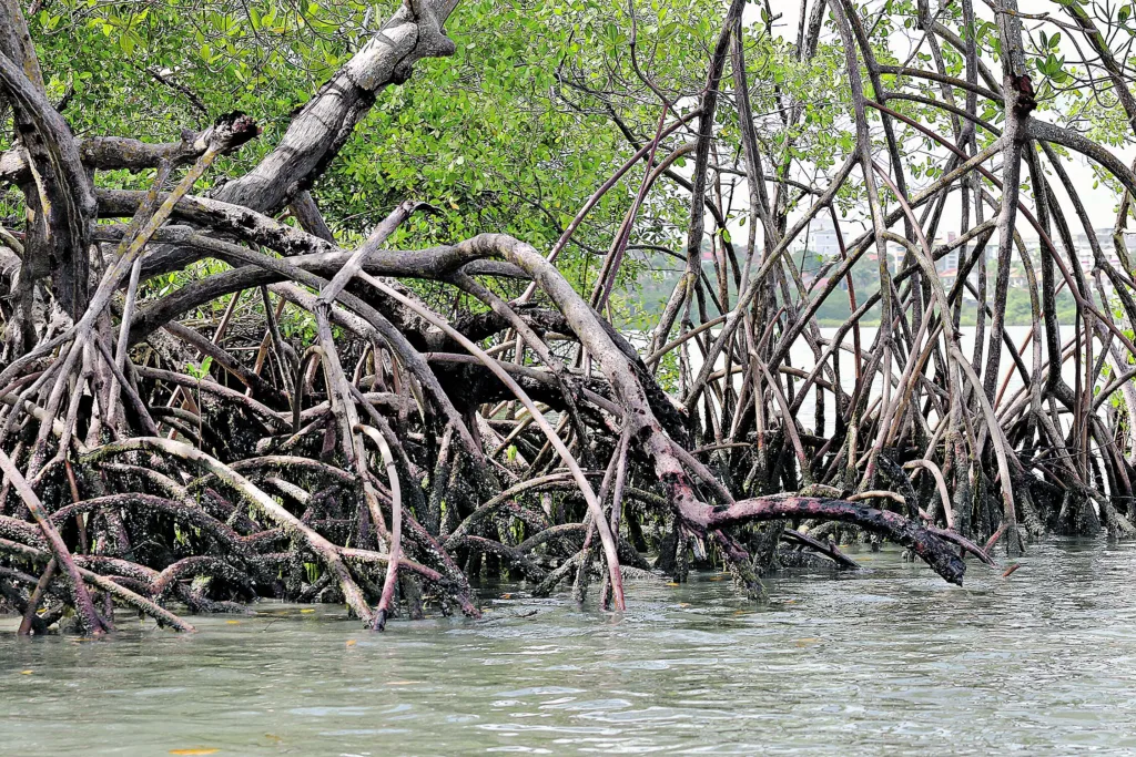 Cientistas fazem mapeamento genético para recuperar mangues