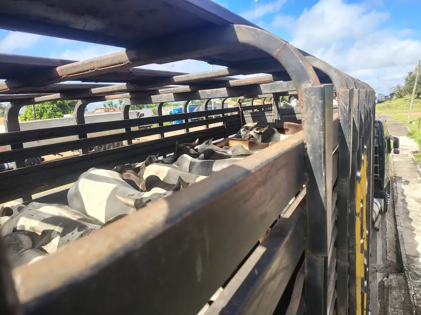 Sefa apreende 147 toneladas de soja e 75 cabeças de gado no Pará