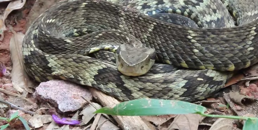 Serpente ataca cachorro no Pará