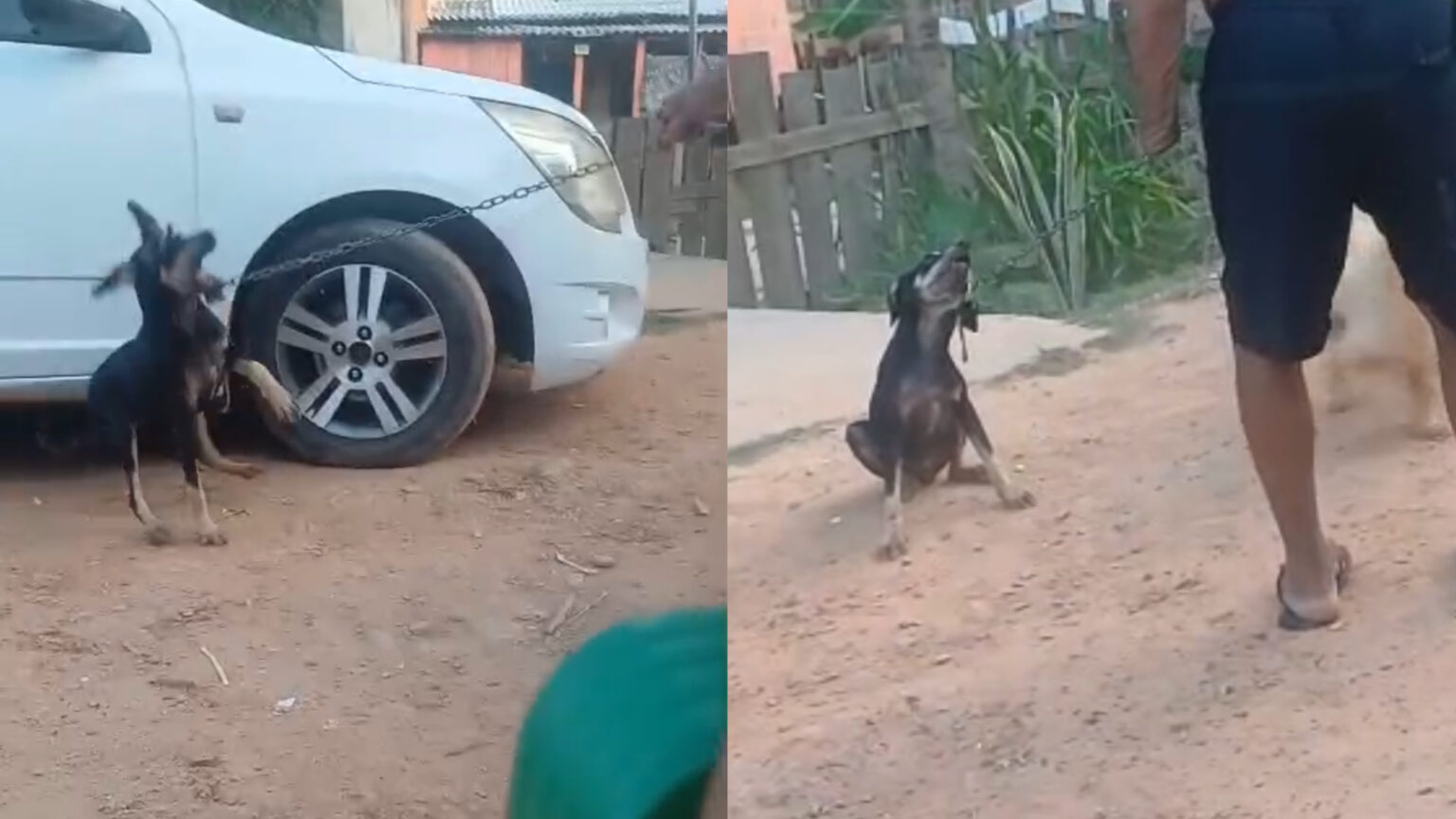 Idoso é flagrado agredindo cachorro com corrente em Marabá
