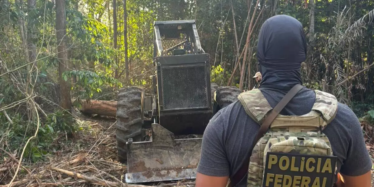 PF flagra extração ilegal de madeira e prende quatro no oeste do Pará