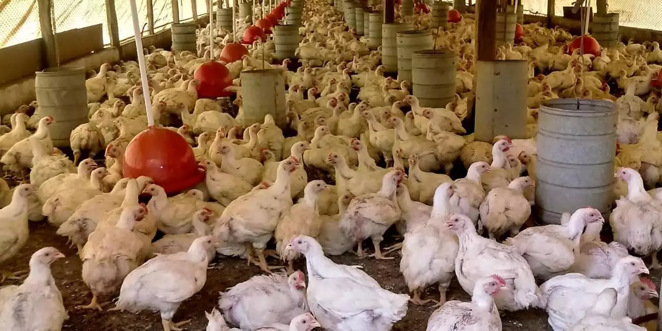 Gripe aviária: 17 países retomam importação de frango brasileiro