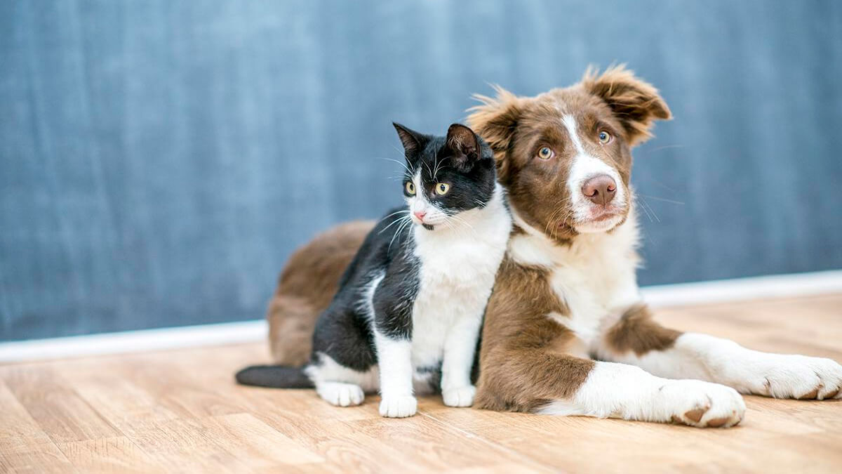 Governo sanciona lei que proíbe tatuagens e piercings em cães e gatos