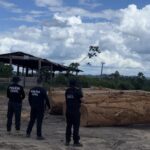 PC apreende mais de 600 m³ de madeira oriundos de exploração florestal em Anapu