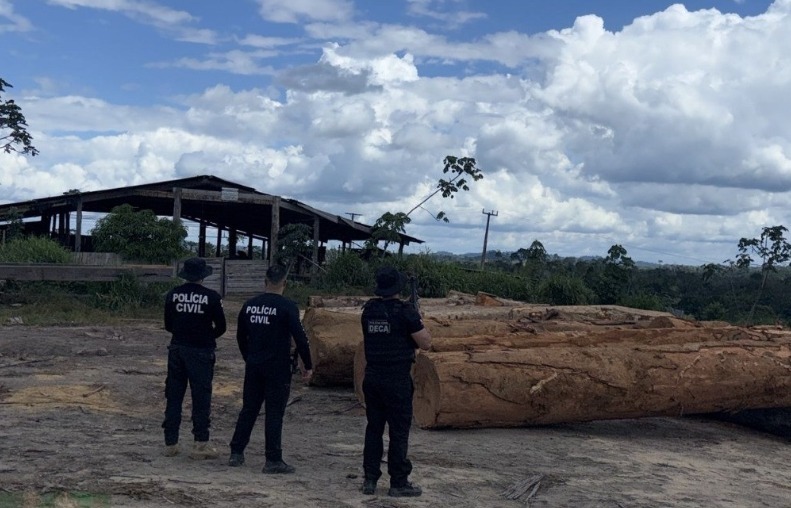 PC apreende mais de 600 m³ de madeira oriundos de exploração florestal em Anapu