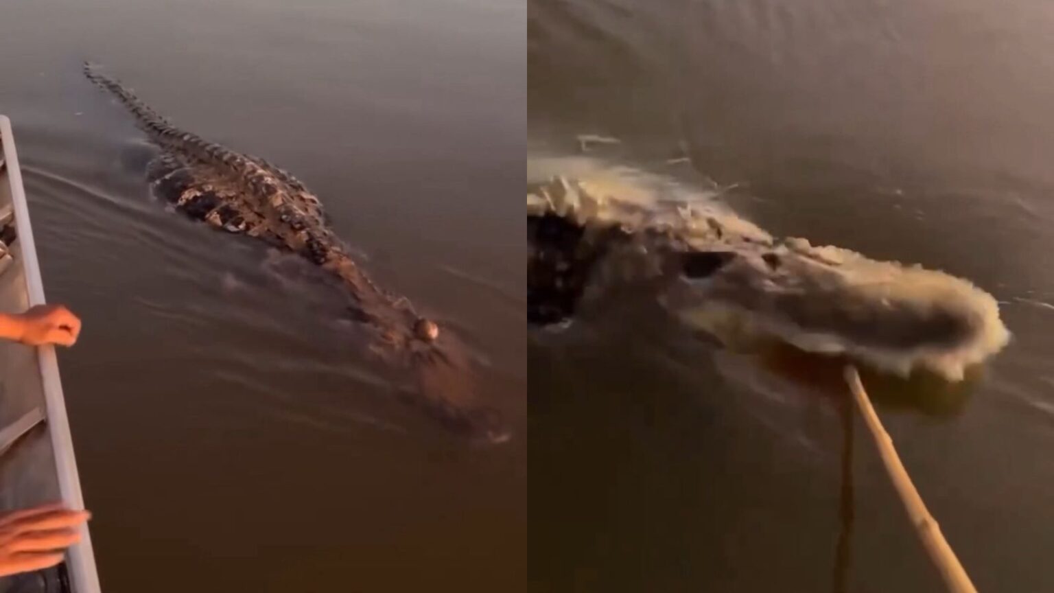VÍDEO: Jacaré reage e dá susto em família no Rio Araguaia, no Pará