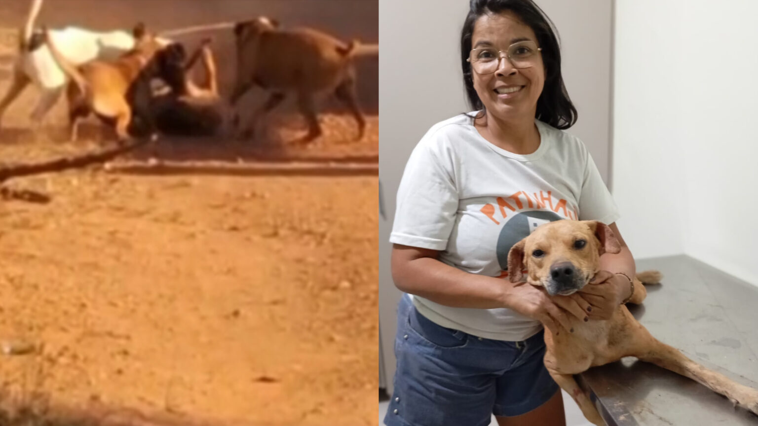 Cão ferido é salvo por ONG após ser atacado por outros três cães em Marabá