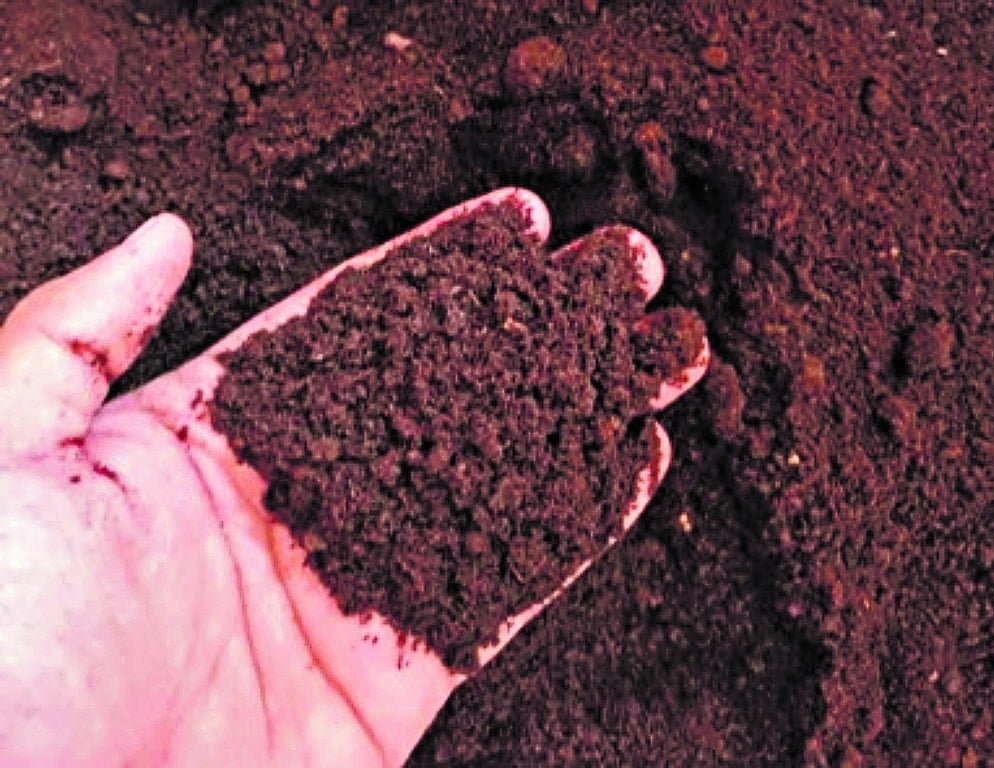 Projeto pioneiro ajuda a restabelecer a riqueza da terra no Pará