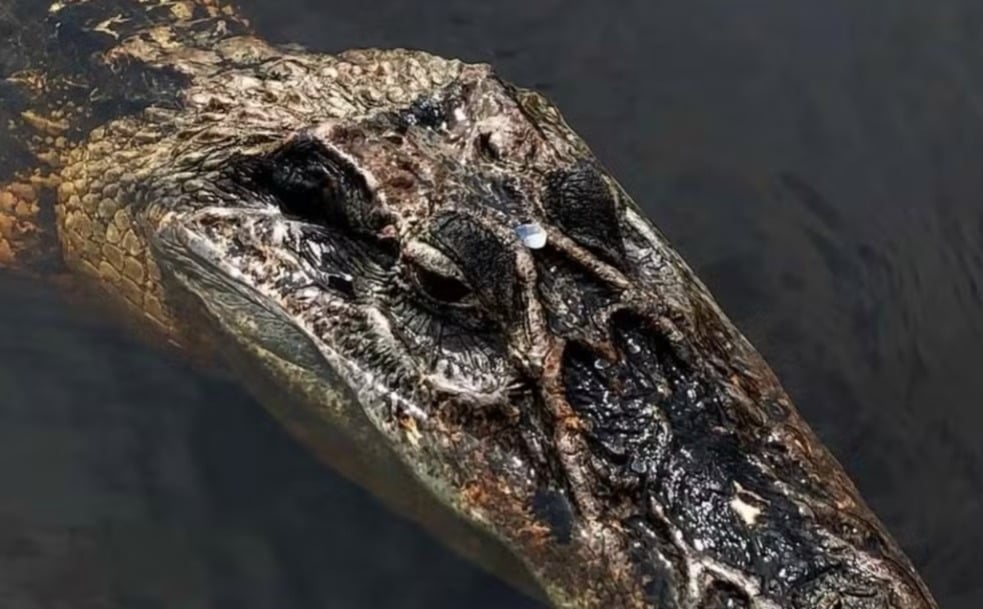 Vídeo de jacaré ‘pet’ em rio do Amazonas viraliza nas redes sociais