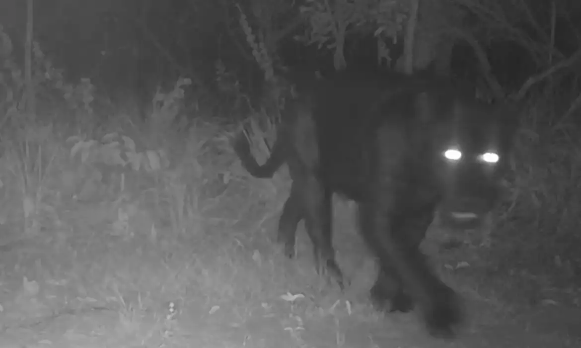 Onça-preta aparece pela primeira vez em reserva no Cerrado