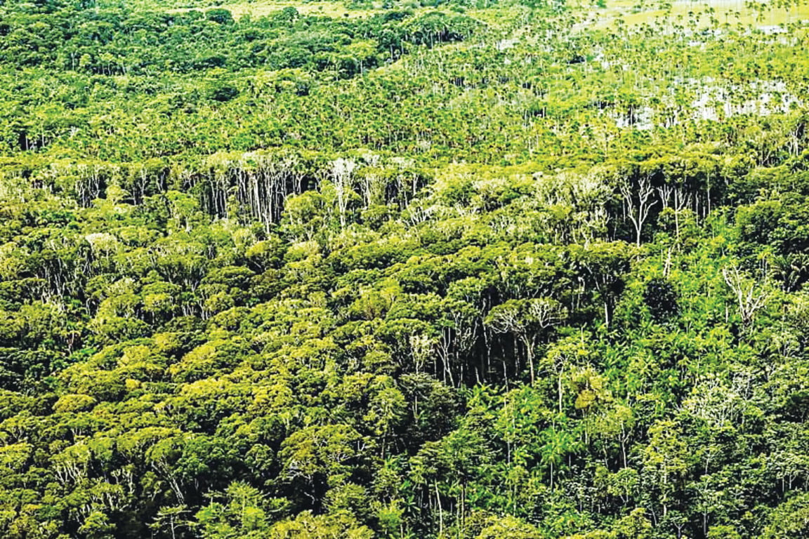 Pará tem menor índice de desmatamento no mês de junho
