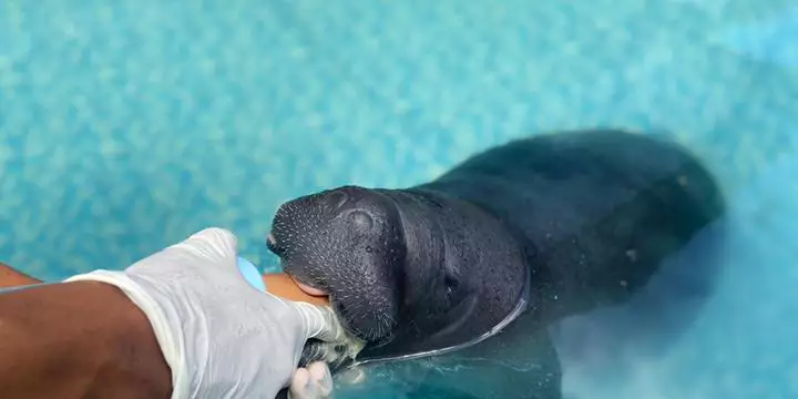 Projeto de Conservação de Peixes-Boi será lançado no Pará com foco na preservação da espécie