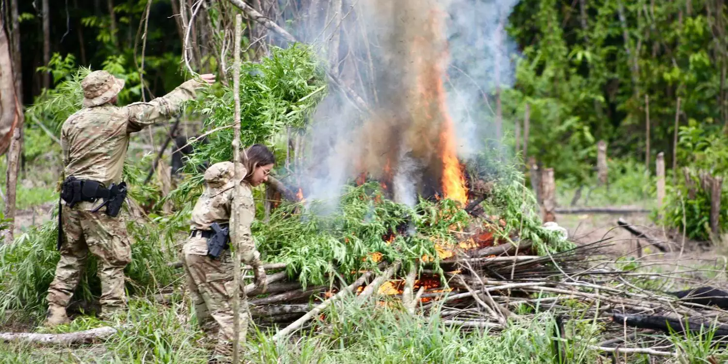 PF destrói mais de 120 mil pés de maconha no nordeste paraense