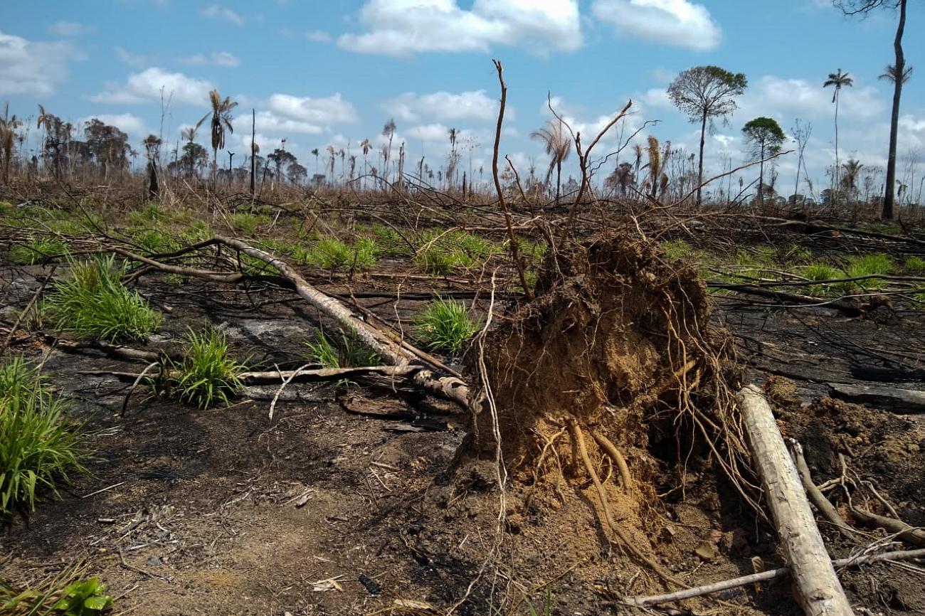 Pará decreta emergência ambiental e climática por 180 dias