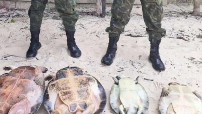 Materiais de pesca são apreendidos e tartarugas-da-Amazônia são resgatadas no Pará