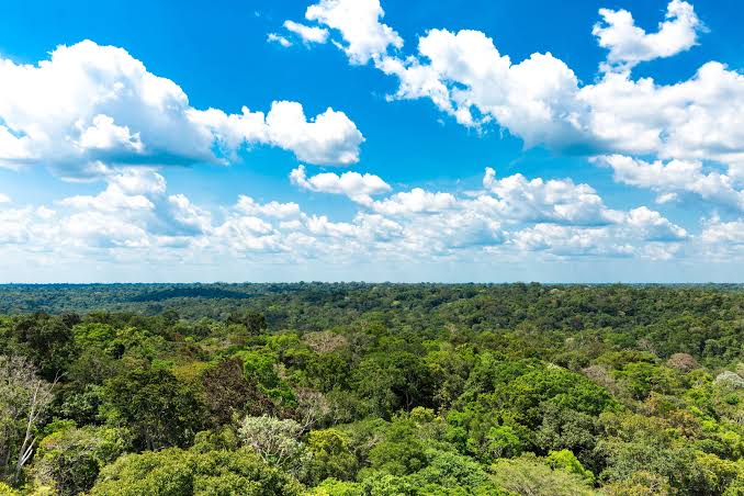 Pará reduz em mais de 90% os focos de incêndio florestal em agosto de 2025