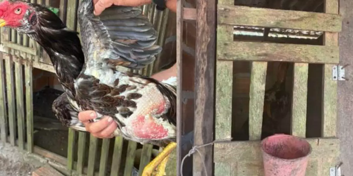 PC prende homem suspeito de promover rinha de galos no nordeste do Pará
