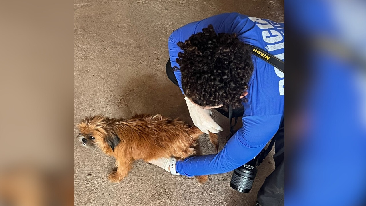 Polícia Civil apura suspeita de maus-tratos a cadela em Marabá