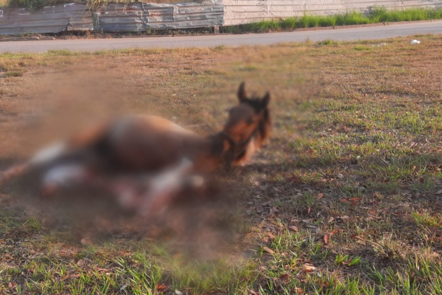 Cavalo com patas cortadas agoniza em via pública de Marabá