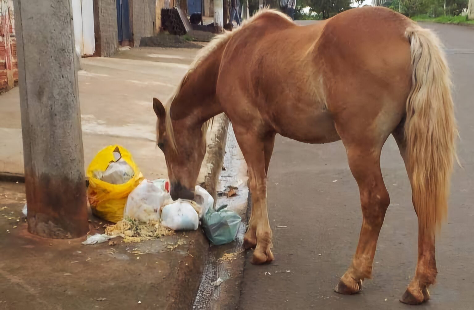 Polícia Civil vai investigar ataques a golpes de facão a cavalos em Marabá