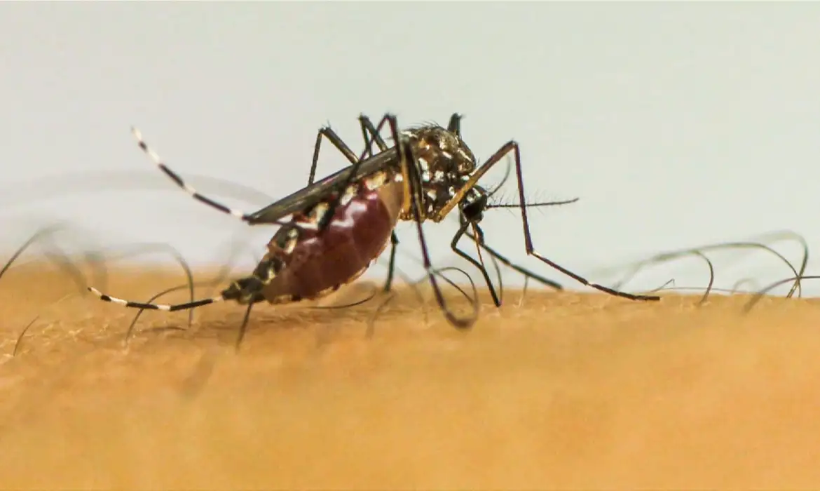 Vírus da chikungunya afeta crianças e adolescentes e deixa sequelas