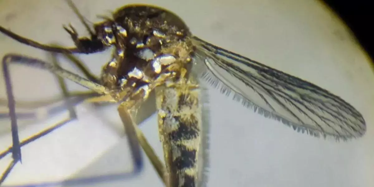 Variante pálida do Aedes aegypti é identificada pela 1ª vez na Amazônia